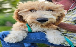 Great Pyrenees dogs for sale: Pyredoodle Fb - Image 10