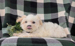 Maltese dogs for sale: Gus - Image 8