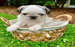 Pug dogs for sale: Tucker - Image 3