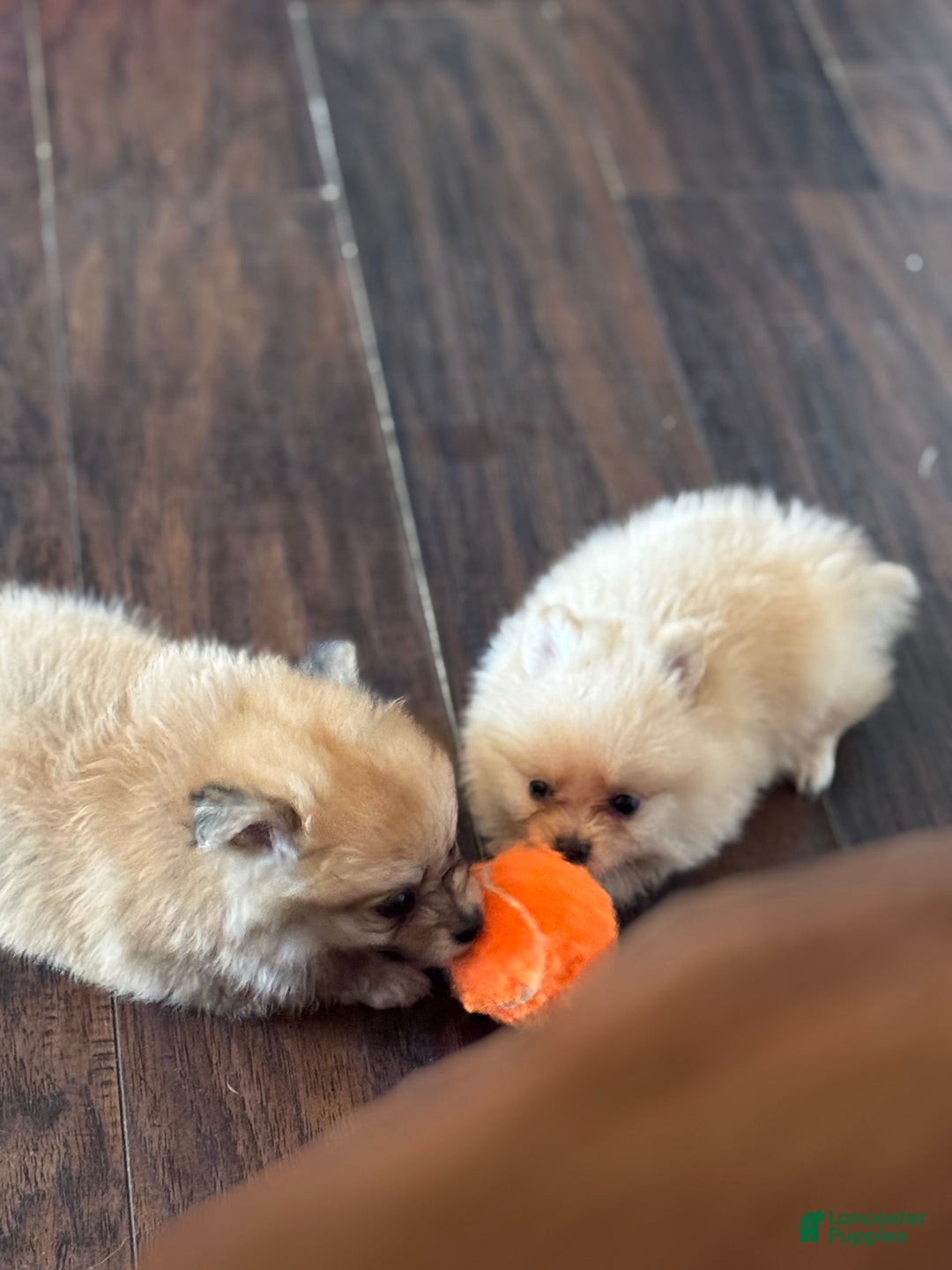 Pomeranian dogs for sale: Kyra - Image 3
