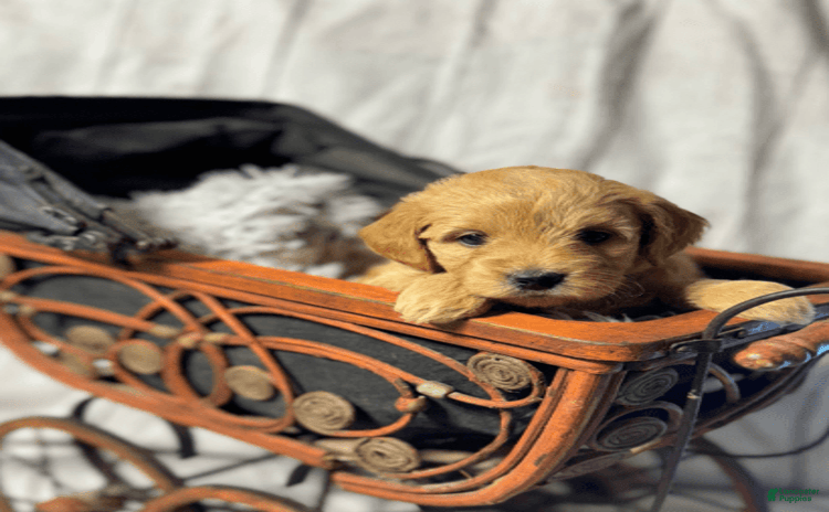 Goldendoodle dogs for sale - Ad 5
