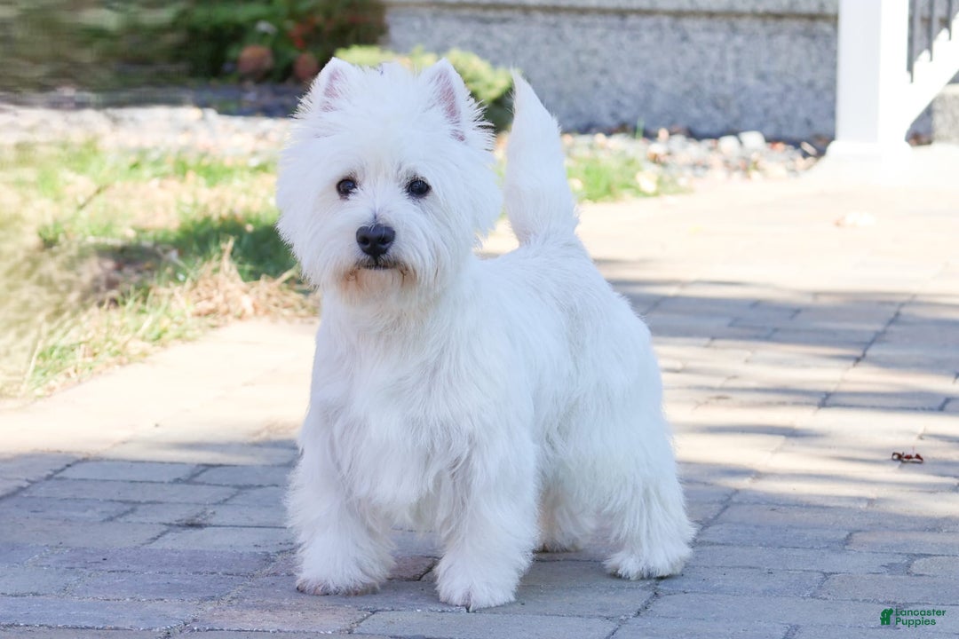 West Highland Terrier dogs for sale: Cordelia - Image 7