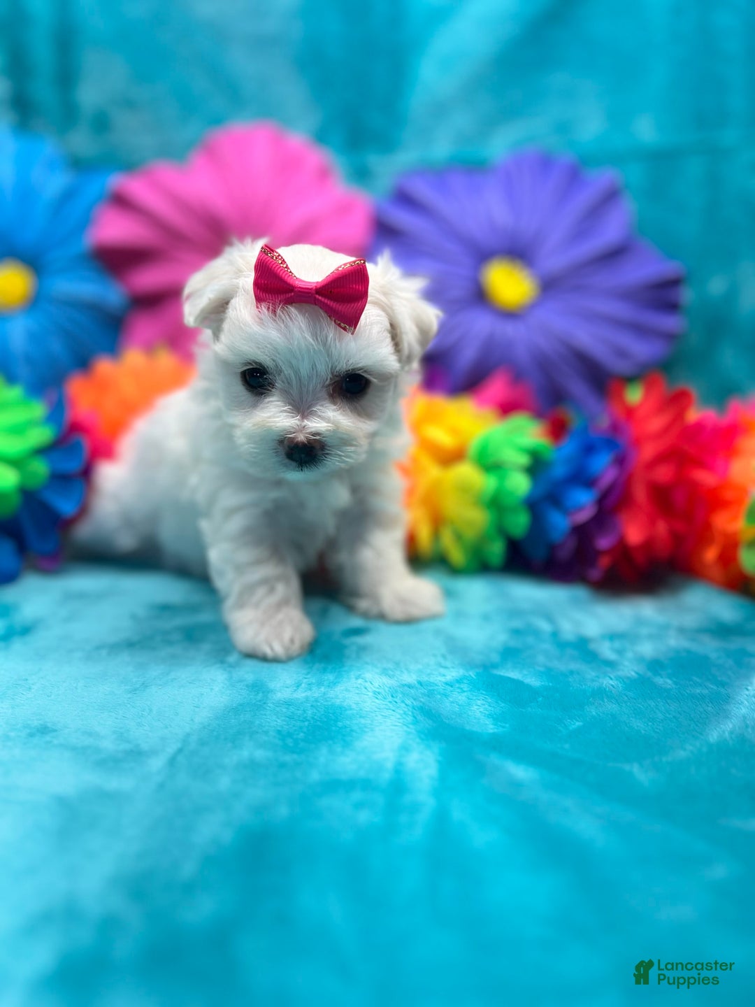 Maltese dogs for sale: AKC pink bow - Image 7