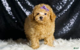 Toy Poodle dogs for sale: Pixie - Image 2