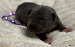 Great Dane dogs for sale: Blue Female Pink Collar - Image 2