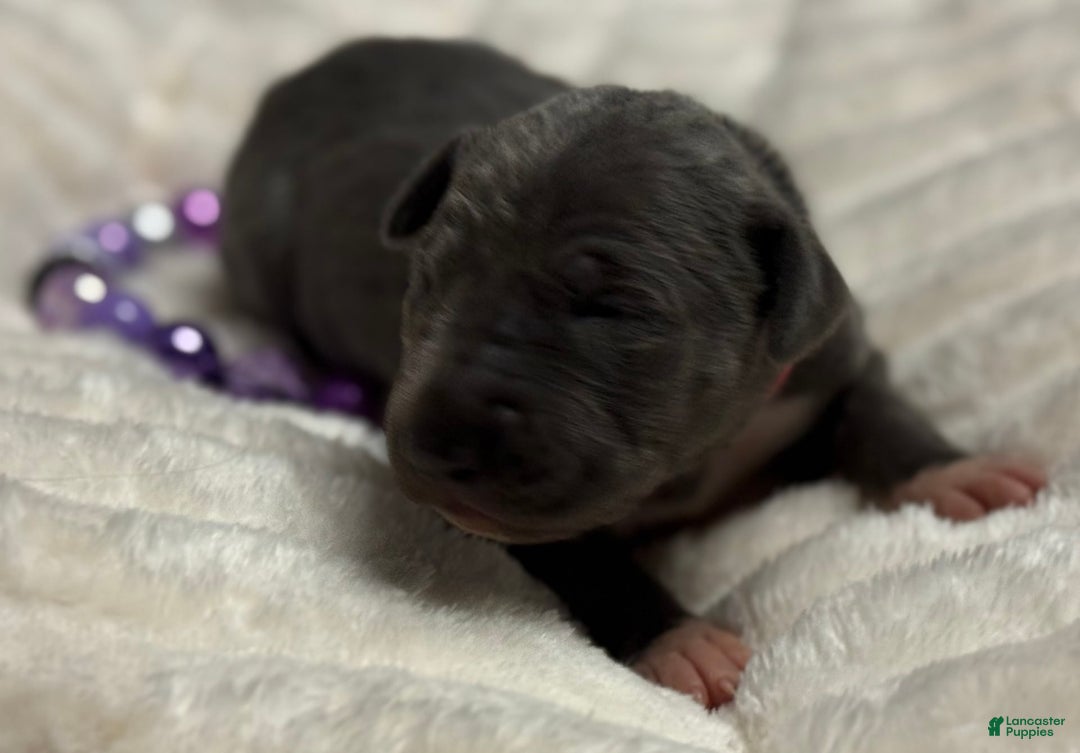 Great Dane dogs for sale: Blue Female Pink Collar - Image 2