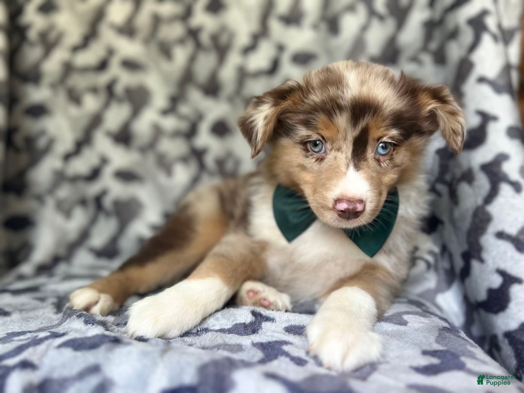 Miniature Australian Shepherd dogs for sale: Onyx - Image 5