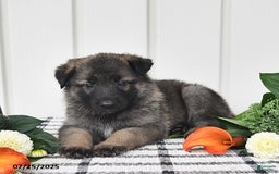German Shepherd dogs for sale: Jackson - Image 2