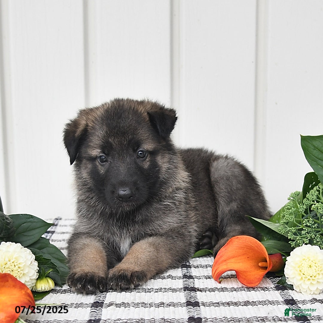German Shepherd dogs for sale: Jackson - Image 2