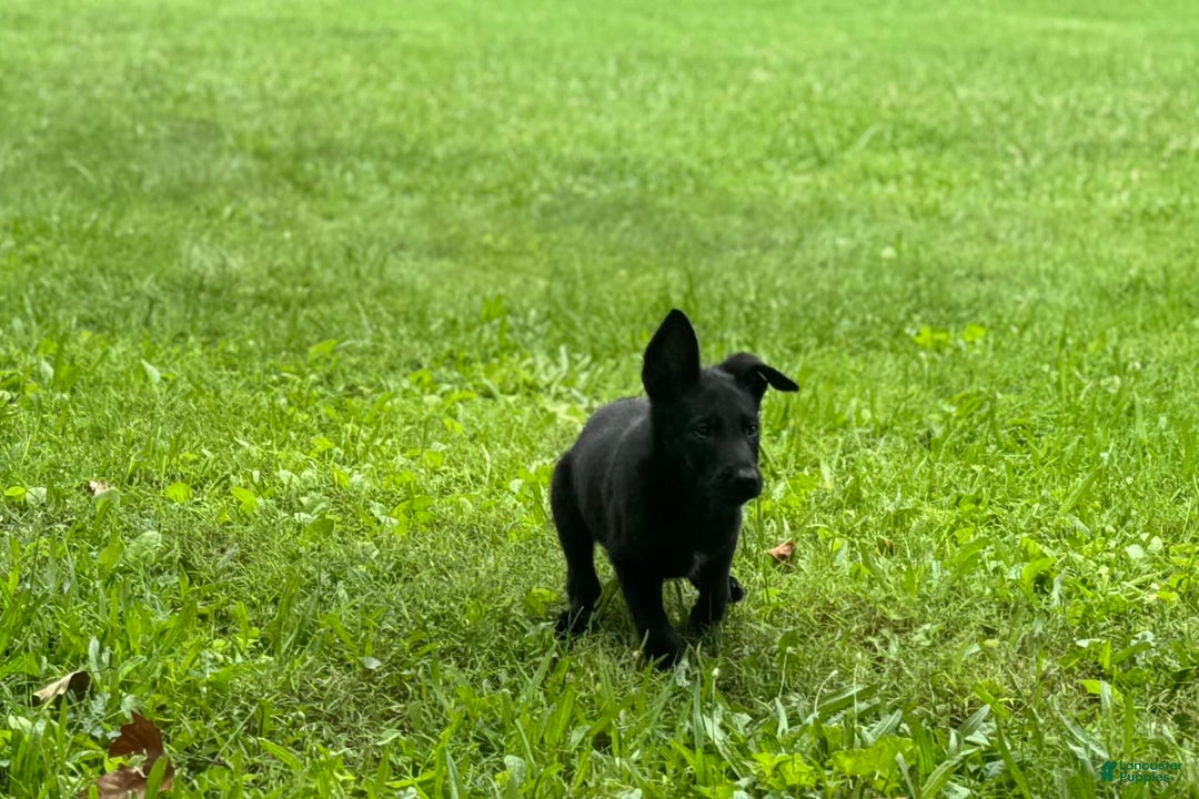 Belgian Malinois dogs for sale: Akc Certified Male 7 - Image 11