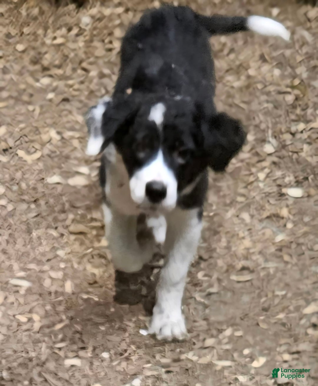 Border Collie dogs for sale: Ellie - Image 3
