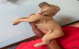 Cane Corso dogs for sale: Hot Pink Collar - Image 4