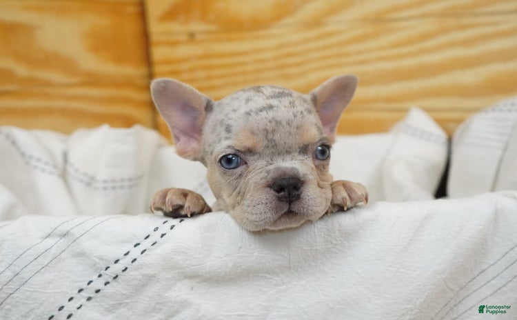 French Bulldog dogs for sale - Ad 3