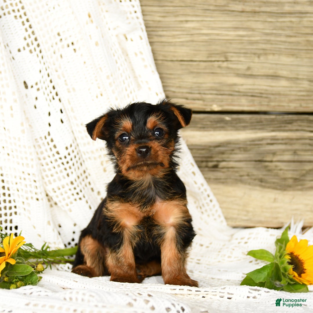 Yorkshire Terrier dogs for sale: Lucas - Image 6
