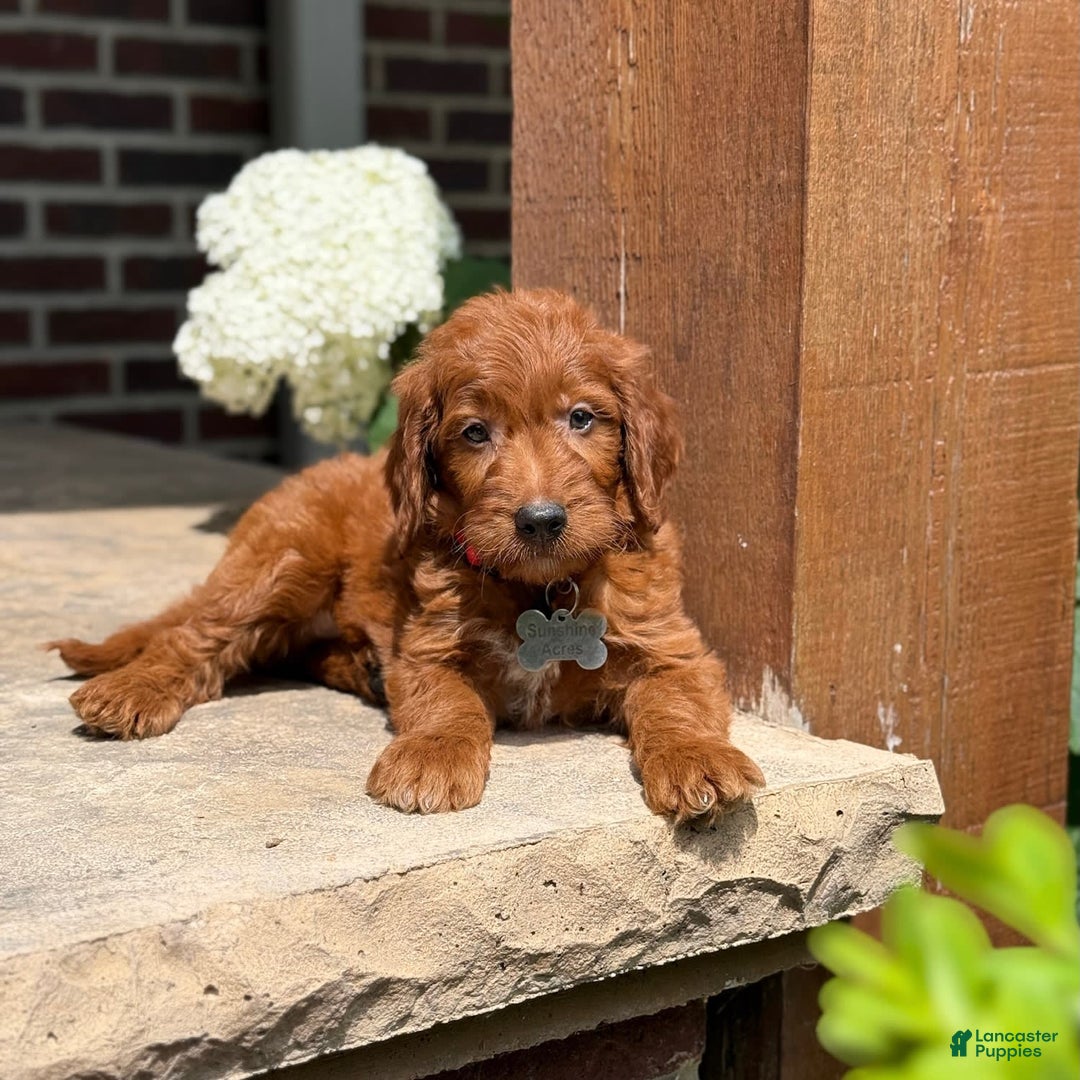 Goldendoodle dogs for sale: Charlie - Image 7