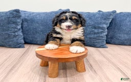 Mini Bernedoodle dogs for sale: Logan - Image 10