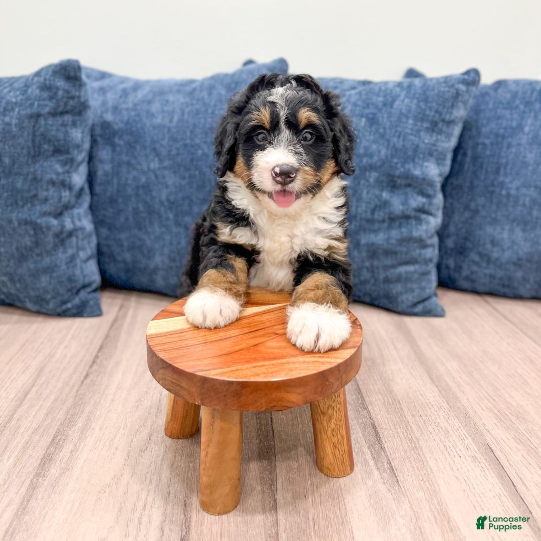 Mini Bernedoodle dogs for sale: Logan - Image 10