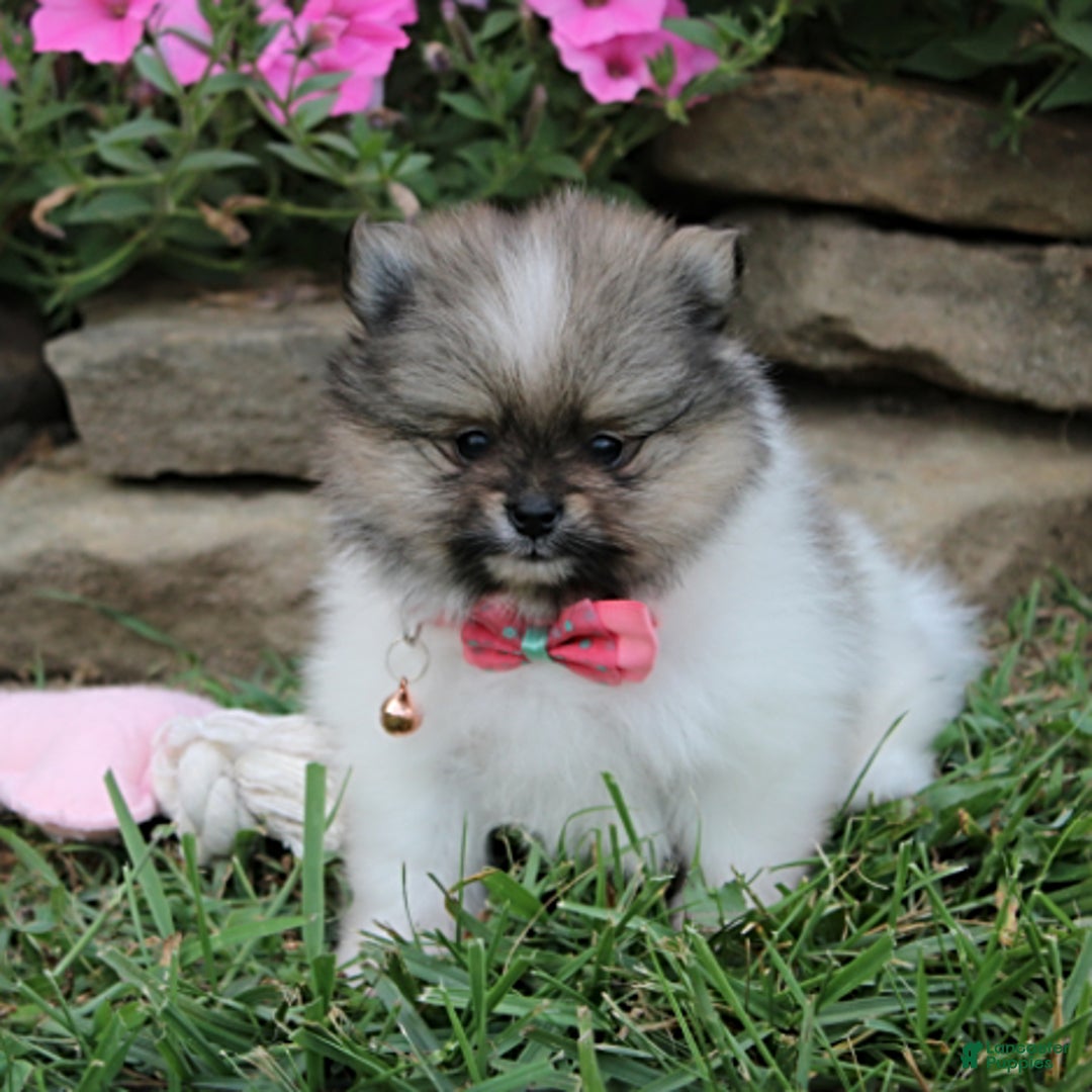 Pomeranian dogs for sale: Kylie - Image 18