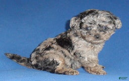 Yorkiepoo dogs for sale: Patches - Image 7