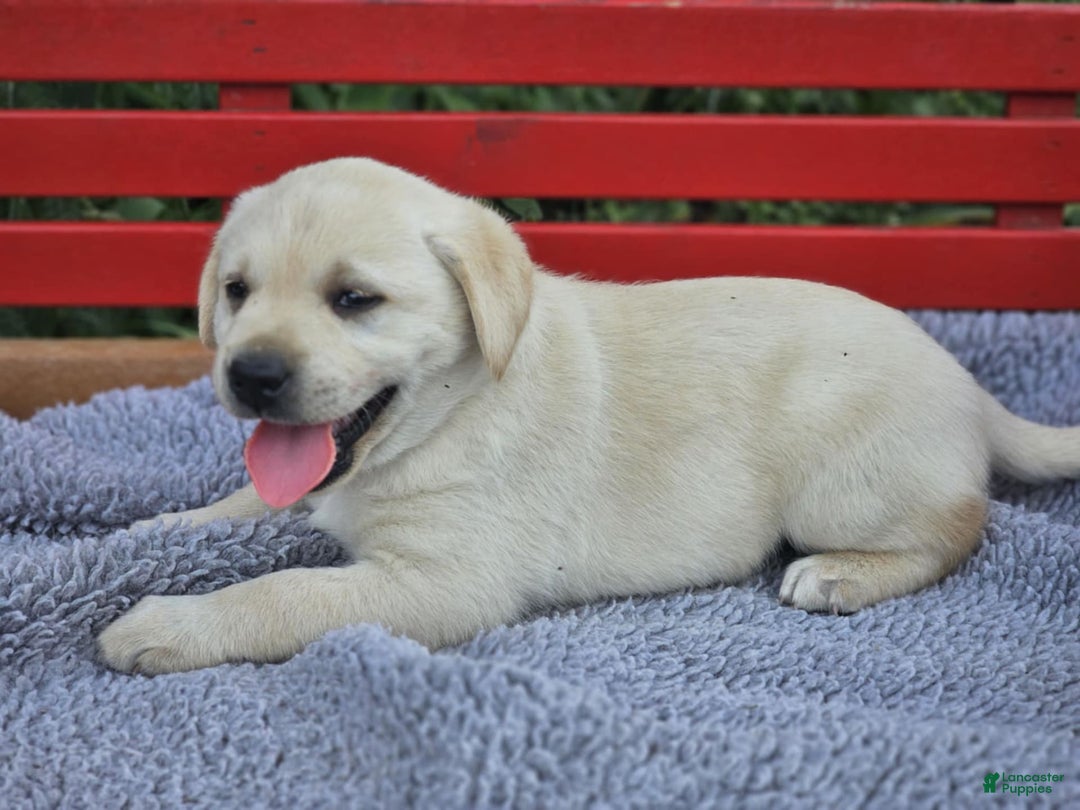 Labrador Retriever dogs for sale: Rileys Rosie - Image 2