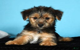 Yorkshire Terrier dogs for sale: Joey - Image 6