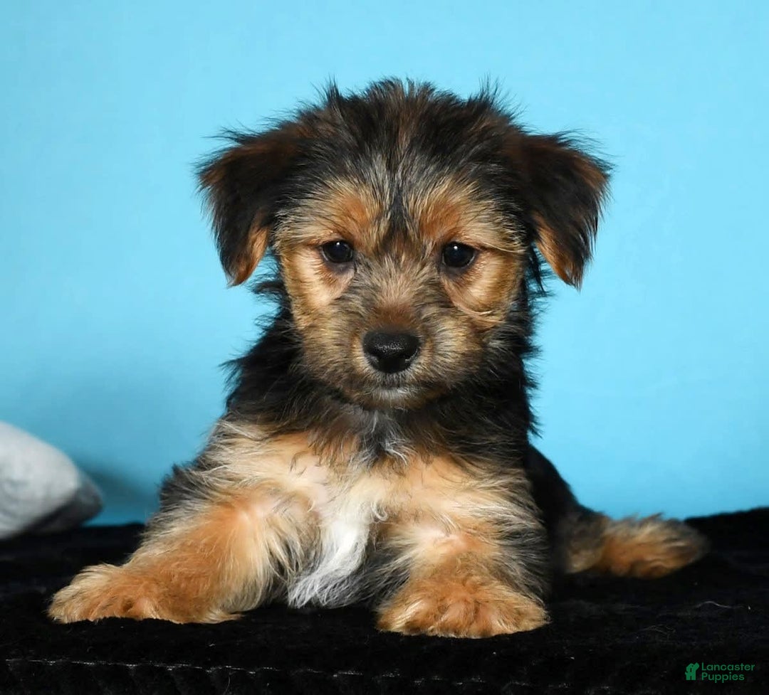 Yorkshire Terrier dogs for sale: Joey - Image 6