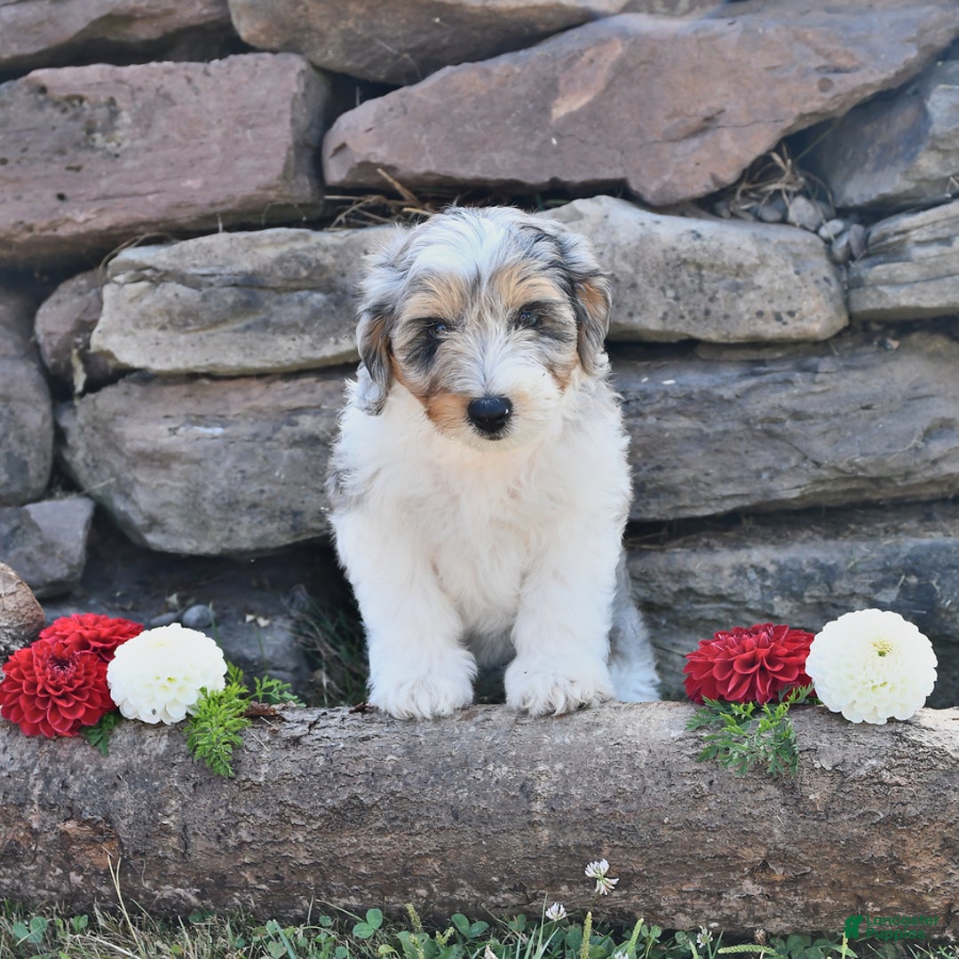 Aussiedoodle dogs for sale: Marble - Image 2