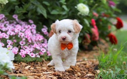 Maltipoo dogs for sale: Timmy - Image 1