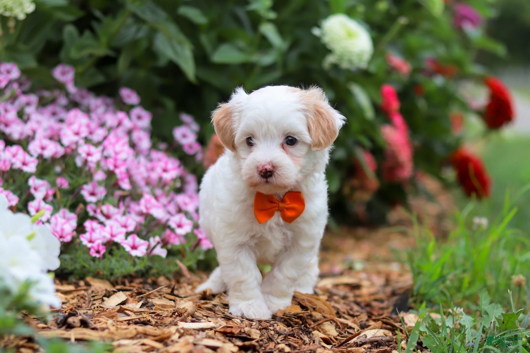 Maltipoo dogs for sale: Timmy - Image 1