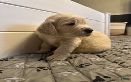Goldendoodle dogs for sale: Chase F1b Goldendoodle - Image 4