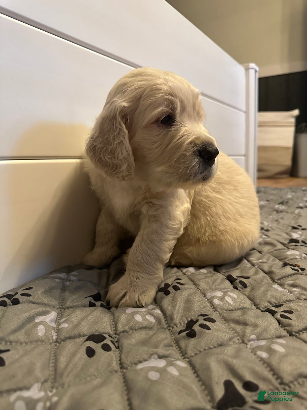 Goldendoodle dogs for sale: Chase F1b Goldendoodle - Image 4