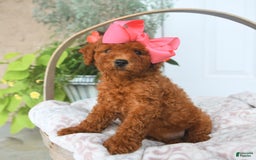 Bichpoo dogs for sale: Margo - Image 1