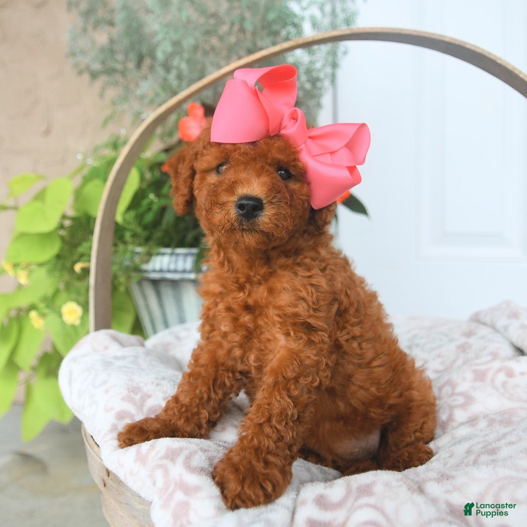 Bichpoo dogs for sale: Margo - Image 1
