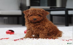 Toy Poodle dogs for sale: Elri - Image 8