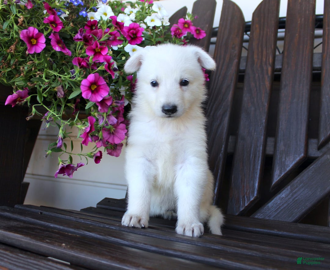 German Shepherd dogs for sale: June - Image 1