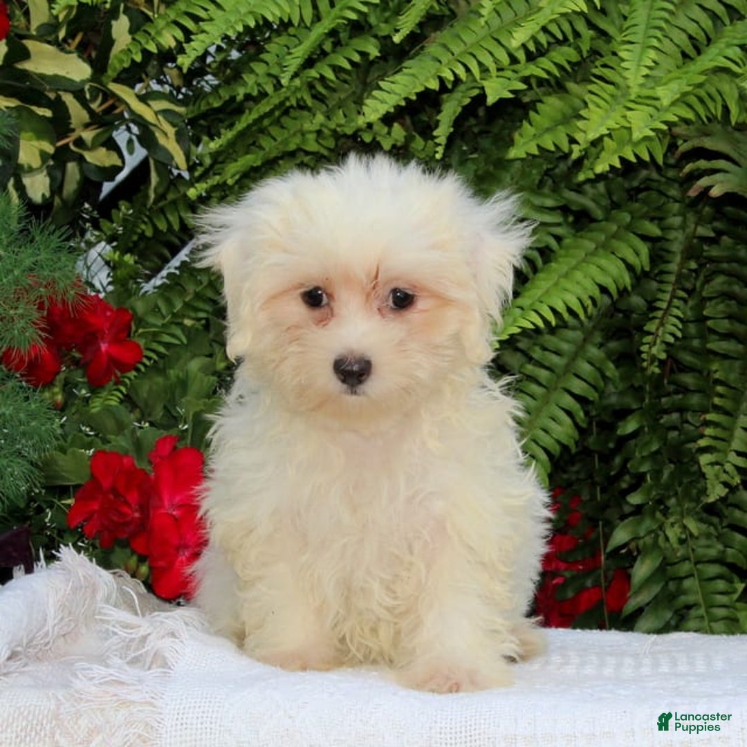 Maltese dogs for sale: Kourtney - Image 1