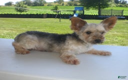 Yorkiepoo dogs for sale: Mack - Image 26