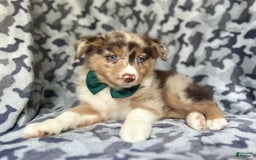 Miniature Australian Shepherd dogs for sale: Onyx - Image 3