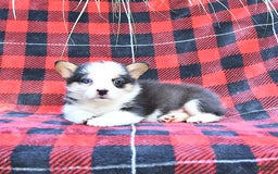 Welsh Corgi Pembroke dogs for sale: Scout - Image 3