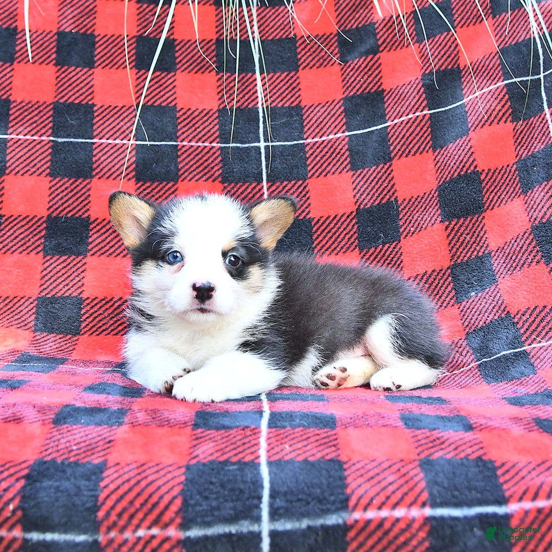 Welsh Corgi Pembroke dogs for sale: Scout - Image 3