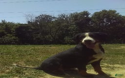 Bernedoodle dogs for sale: Cocoa - Image 6
