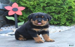 Rottweiler dogs for sale: Rottweiler 7 puppies - Image 9