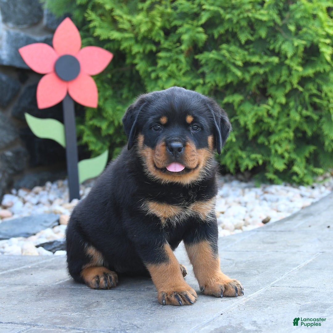 Rottweiler dogs for sale: Rottweiler 7 puppies - Image 9