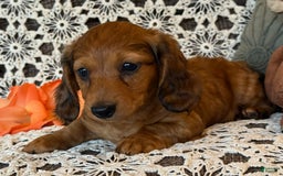 Miniature Dachshund dogs for sale: Teddy - Image 20