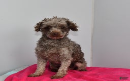 Toy Poodle dogs for sale: Shella - Image 2