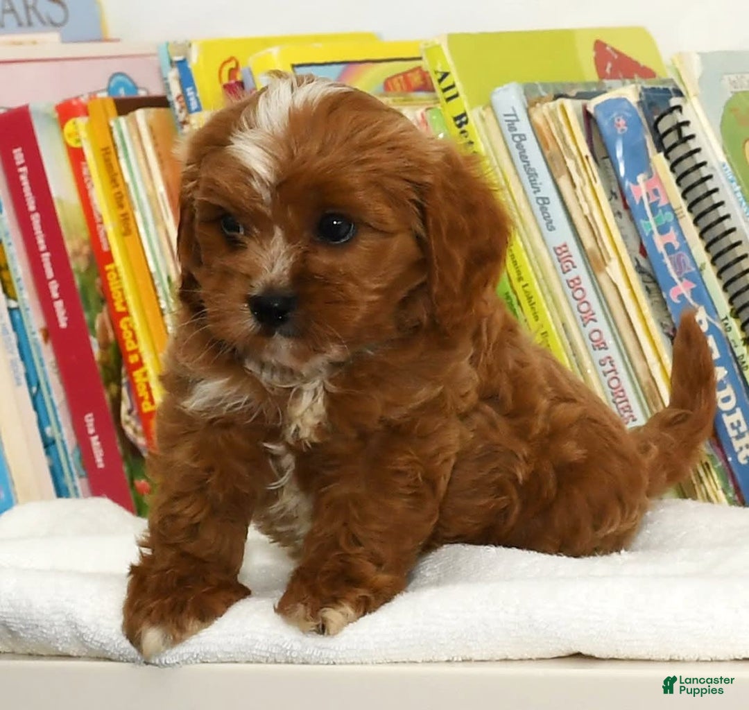 Cavapoo dogs for sale: Toby - Image 2