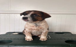 Australian Cattle Dog dogs for sale: Penny - Image 1