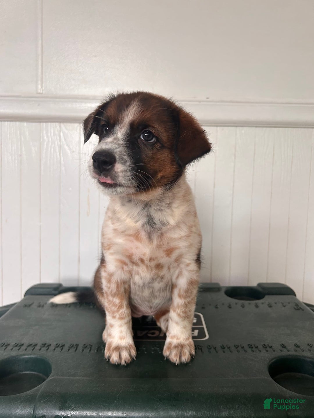 Australian Cattle Dog dogs for sale: Penny - Image 1
