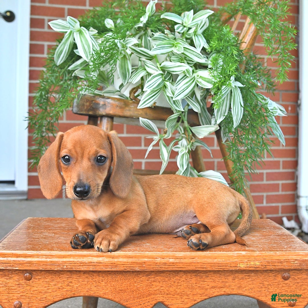 Miniature Dachshund dogs for sale: Tim - Image 2
