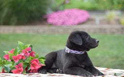 German Shepherd dogs for sale: Ashley - Image 3